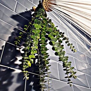 🍂🌿S.A.L.E Fresh EUCALYPTUS BUNDLES🌿🍂